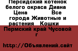 Персидский котенок белого окраса Диана › Цена ­ 40 000 - Все города Животные и растения » Кошки   . Пермский край,Чусовой г.